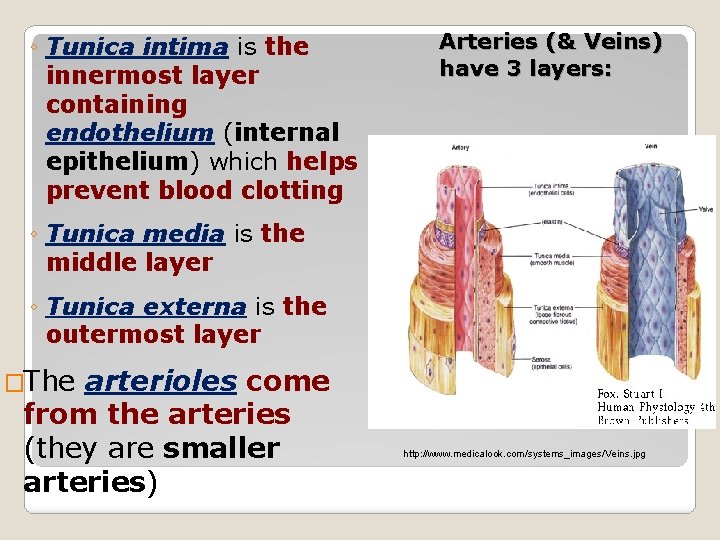 ◦ Tunica intima is the innermost layer containing endothelium (internal epithelium) which helps prevent