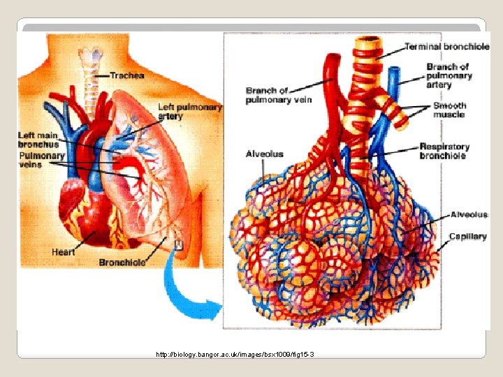 http: //biology. bangor. ac. uk/images/bsx 1009/fig 15 -3 