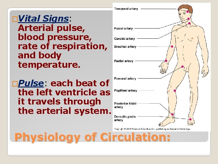�Vital Signs: Arterial pulse, blood pressure, rate of respiration, and body temperature. �Pulse: each