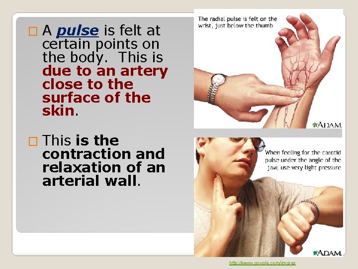 � A pulse is felt at certain points on the body. This is due