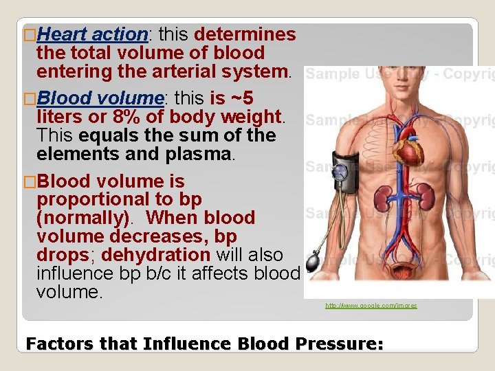 �Heart action: this determines the total volume of blood entering the arterial system. �Blood