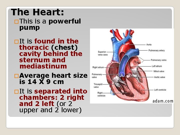 The Heart: �This is a powerful pump �It is found in the thoracic (chest)