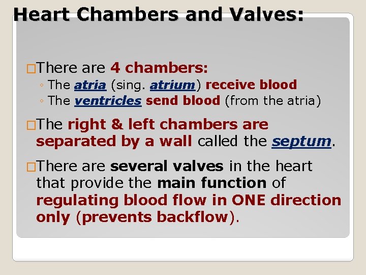 Heart Chambers and Valves: �There are 4 chambers: ◦ The atria (sing. atrium) receive