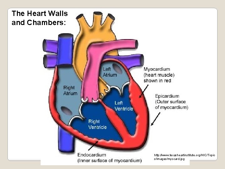 The Heart Walls and Chambers: http: //www. texasheartinstitute. org/HIC/Topic s/images/myocard. jpg 