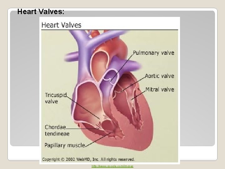 Heart Valves: http: //www. google. com/imgres 