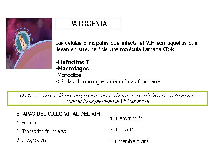 PATOGENIA Las células principales que infecta el VIH son aquellas que llevan en su