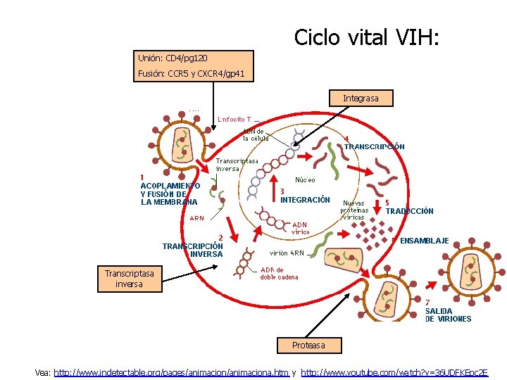 Ciclo vital VIH: Unión: CD 4/pg 120 Fusión: CCR 5 y CXCR 4/gp 41