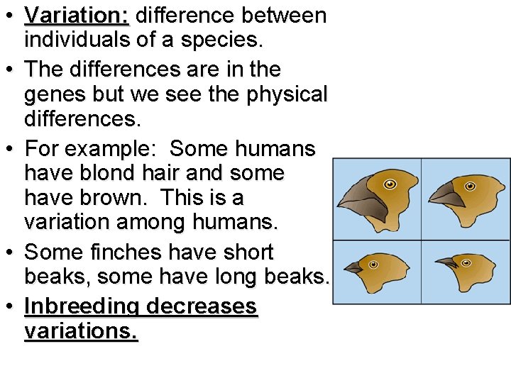  • Variation: difference between individuals of a species. • The differences are in