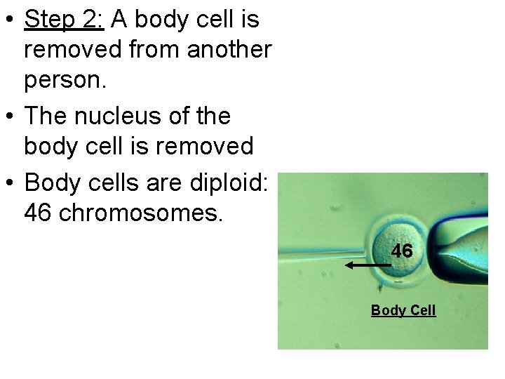  • Step 2: A body cell is removed from another person. • The