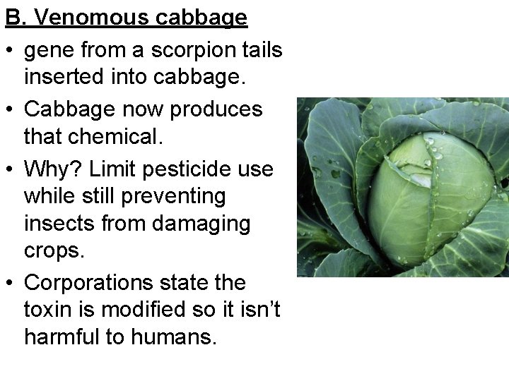 B. Venomous cabbage • gene from a scorpion tails inserted into cabbage. • Cabbage