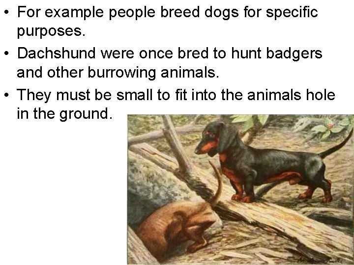  • For example people breed dogs for specific purposes. • Dachshund were once