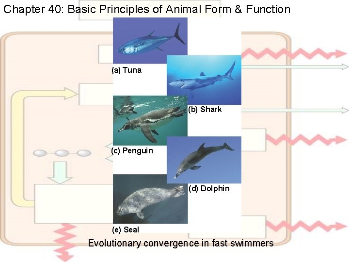 Chapter 40: Basic Principles of Animal Form & Function (a) Tuna (b) Shark (c)