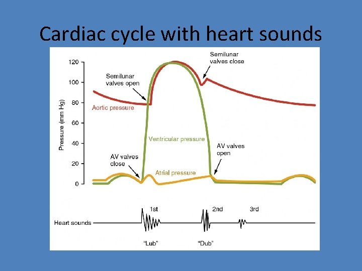 Cardiac cycle with heart sounds 