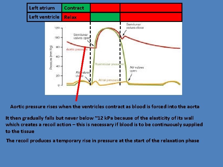 Left atrium Contract Left ventricle Relax Aortic pressure rises when the ventricles contract as
