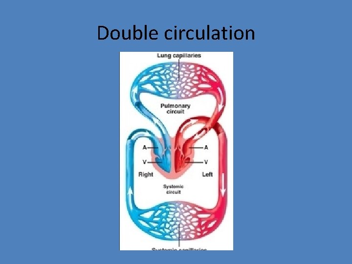Double circulation 