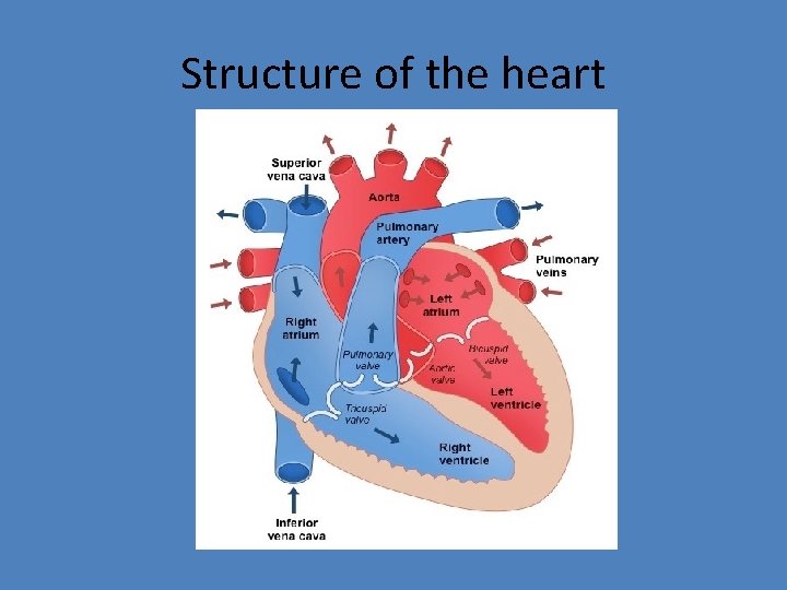 Structure of the heart 