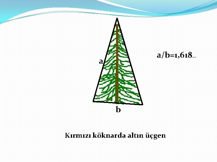 a/b=1, 618… a b Kırmızı köknarda altın üçgen a/b=1, 618… a b Kırmızı köknarda altın üçgen
