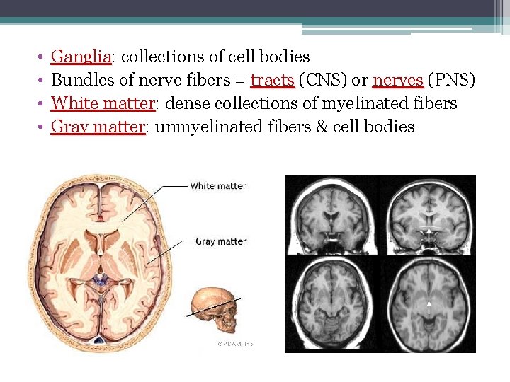  • • Ganglia: collections of cell bodies Ganglia Bundles of nerve fibers =