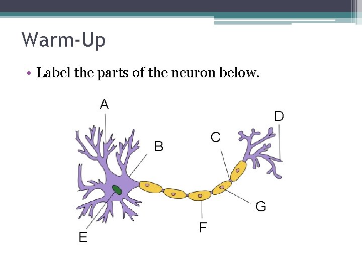 Warm-Up • Label the parts of the neuron below. A D C B G