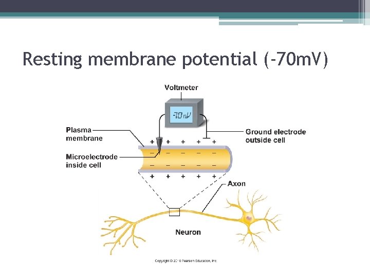 Resting membrane potential (-70 m. V) 