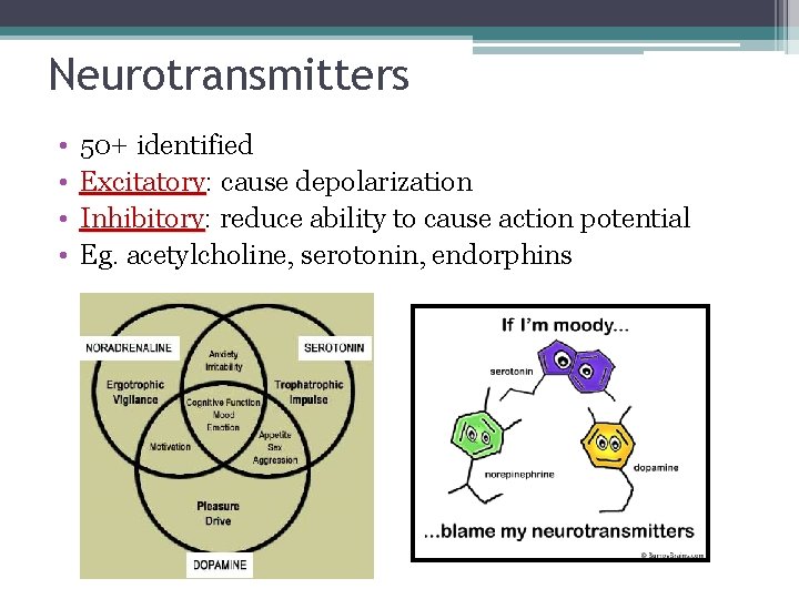 Neurotransmitters • • 50+ identified Excitatory: cause depolarization Excitatory Inhibitory: reduce ability to cause