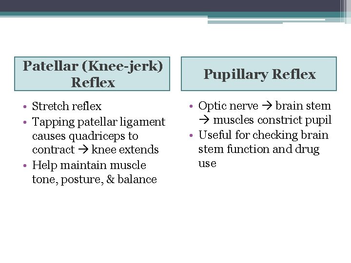 Patellar (Knee-jerk) Reflex • Stretch reflex • Tapping patellar ligament causes quadriceps to contract