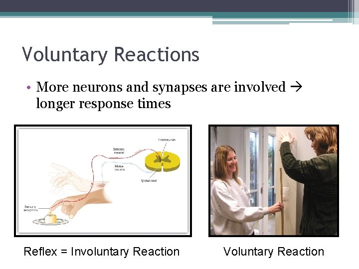 Voluntary Reactions • More neurons and synapses are involved longer response times Reflex =
