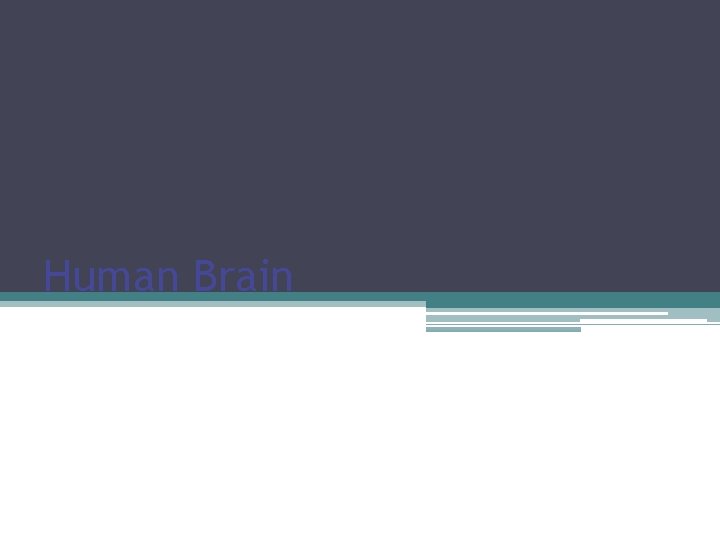 Human Brain 