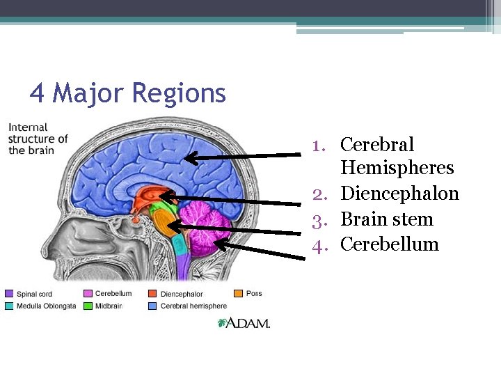 4 Major Regions 1. Cerebral Hemispheres 2. Diencephalon 3. Brain stem 4. Cerebellum 