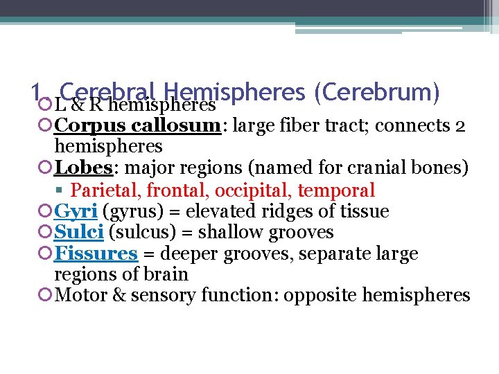 1. Cerebral Hemispheres (Cerebrum) L & R hemispheres Corpus callosum: large fiber tract; connects