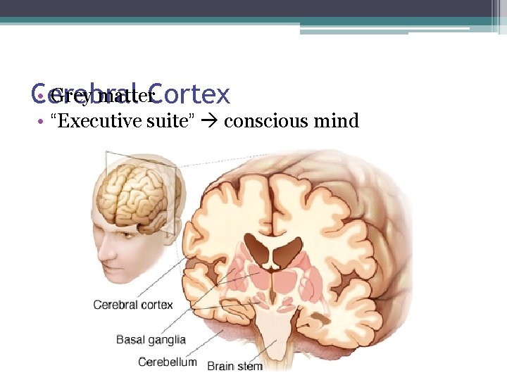  • Grey matter. Cortex Cerebral • “Executive suite” conscious mind 