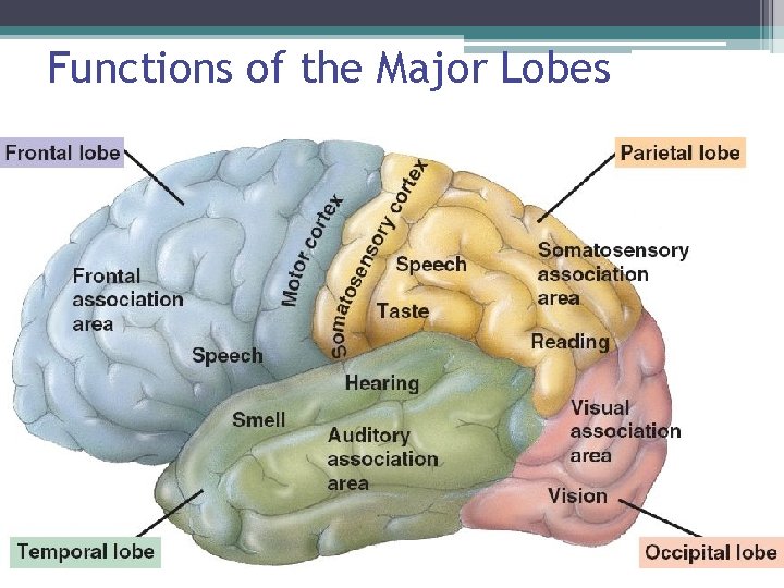 Functions of the Major Lobes 