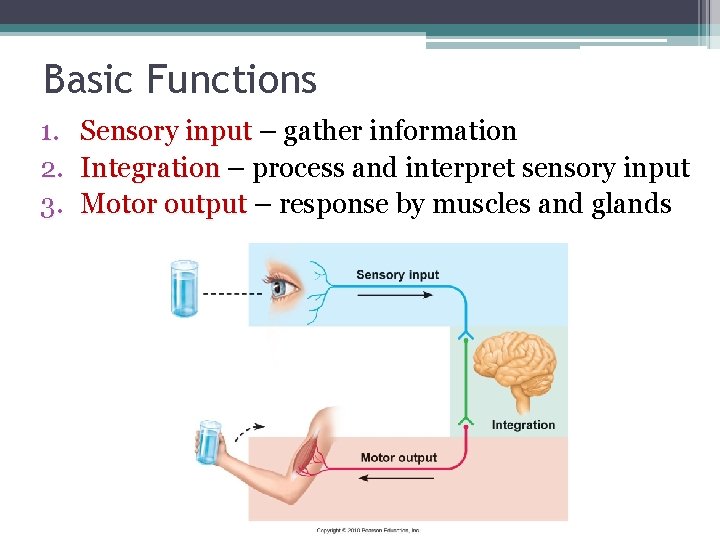 Basic Functions 1. Sensory input – gather information Sensory input 2. Integration – process