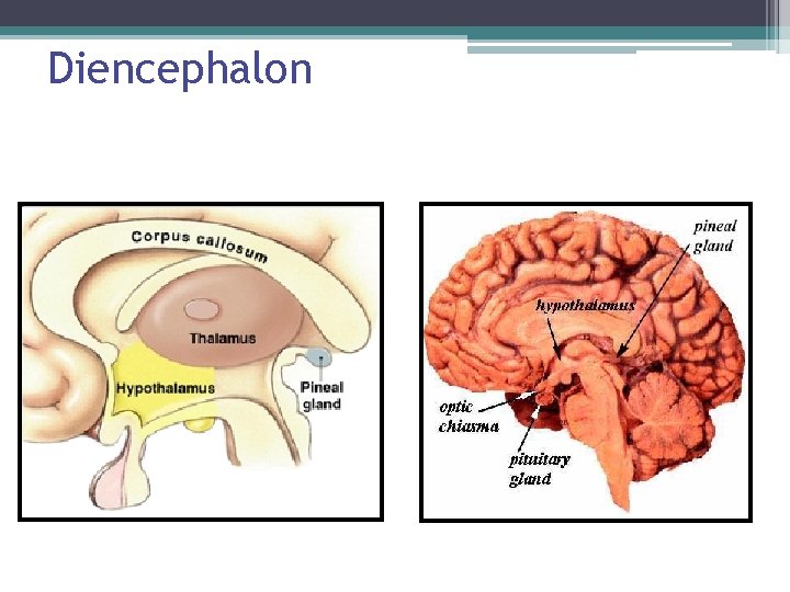 Diencephalon 