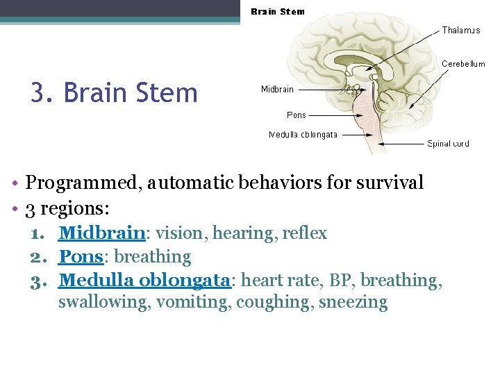 3. Brain Stem • Programmed, automatic behaviors for survival • 3 regions: 1. Midbrain: