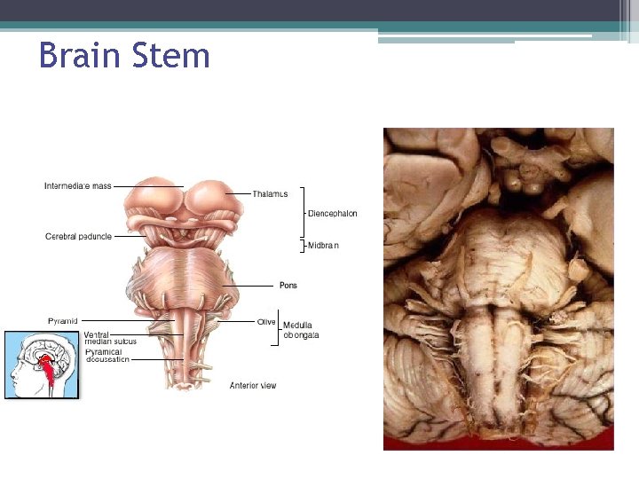 Brain Stem 