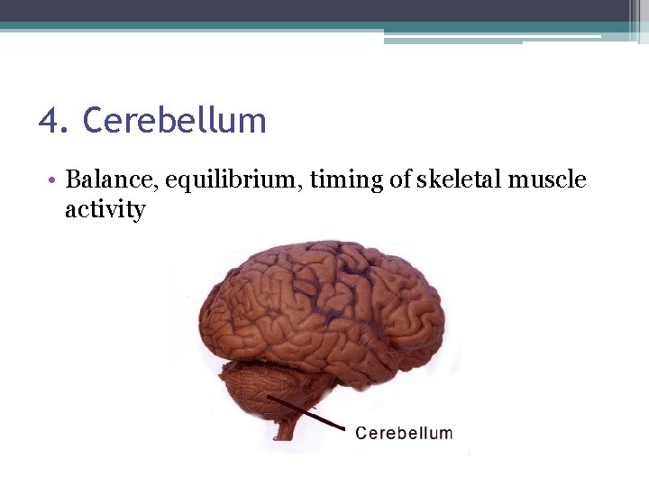 4. Cerebellum • Balance, equilibrium, timing of skeletal muscle activity 