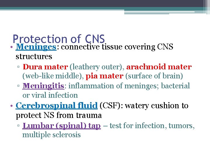 Protection of CNS • Meninges: connective tissue covering CNS structures ▫ Dura mater (leathery