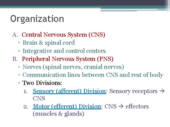 Organization A. Central Nervous System (CNS) ▫ Brain & spinal cord ▫ Integrative and