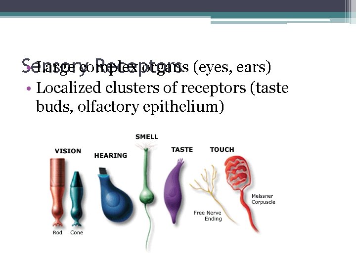  • Large complex organs (eyes, ears) Sensory Receptors • Localized clusters of receptors