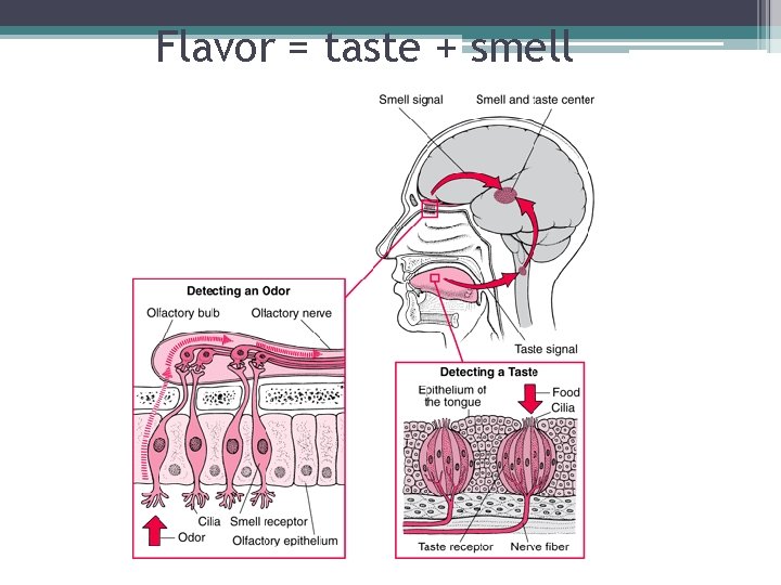 Flavor = taste + smell 