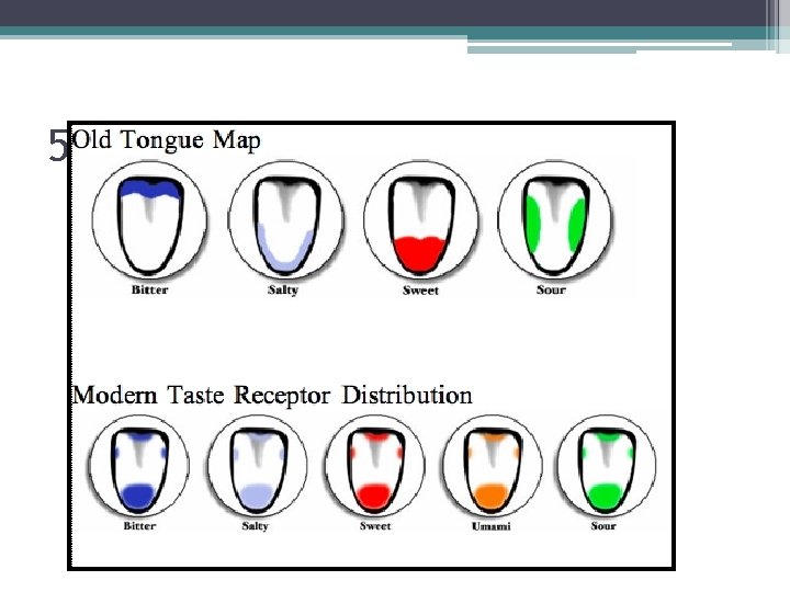 5 Types of Taste Receptors 