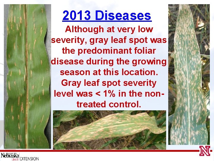 2013 Diseases Although at very low severity, gray leaf spot was the predominant foliar