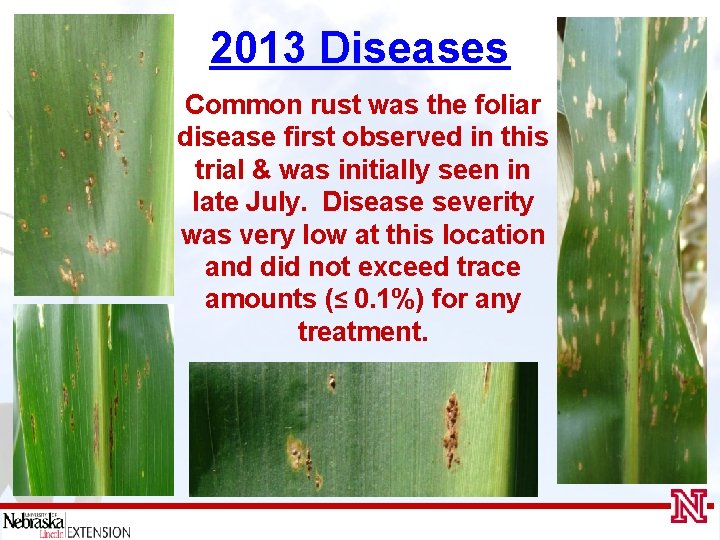 2013 Diseases Common rust was the foliar disease first observed in this trial &