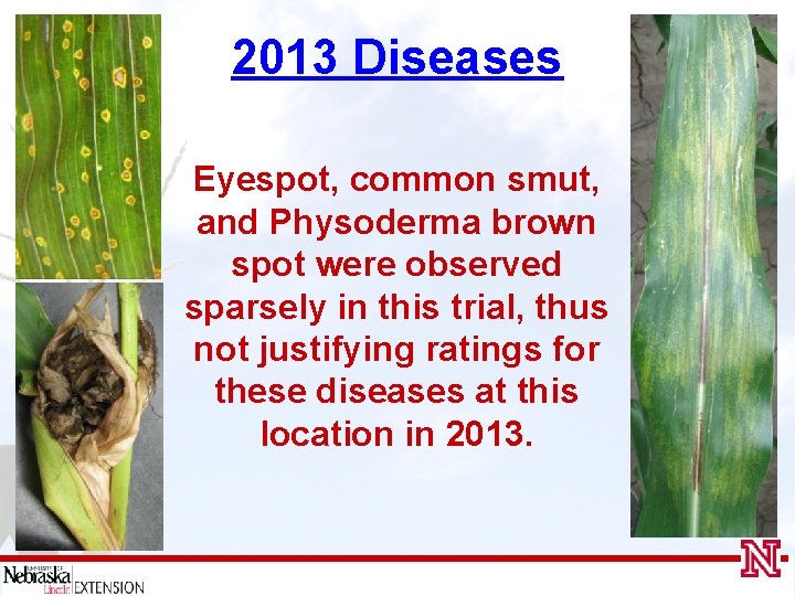 2013 Diseases Eyespot, common smut, and Physoderma brown spot were observed sparsely in this