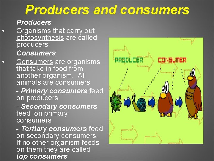 Producers and consumers • • Producers Organisms that carry out photosynthesis are called producers