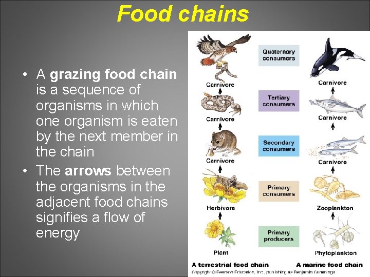 Food chains • A grazing food chain is a sequence of organisms in which