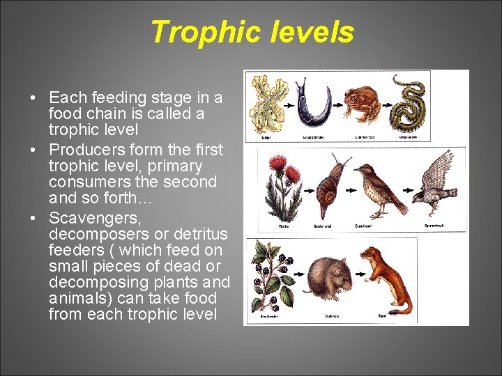 Trophic levels • Each feeding stage in a food chain is called a trophic