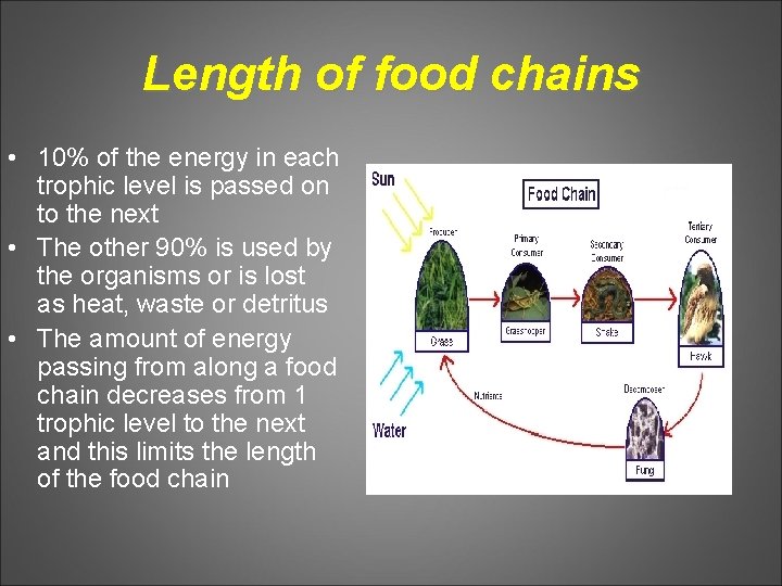 Length of food chains • 10% of the energy in each trophic level is
