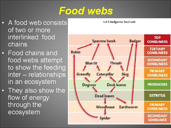 Food webs • A food web consists of two or more interlinked food chains